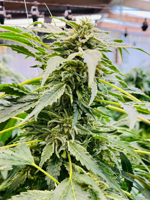 The "Purest Indica" is the original variety and backbone of all of the Northern Lights hybrids. Purest Indica Afghan Seeds AGSeedCo.com