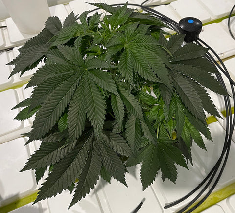 The "Purest Indica" is the original variety and backbone of all of the Northern Lights hybrids. Purest Indica Afghan Seeds AGSeedCo.com