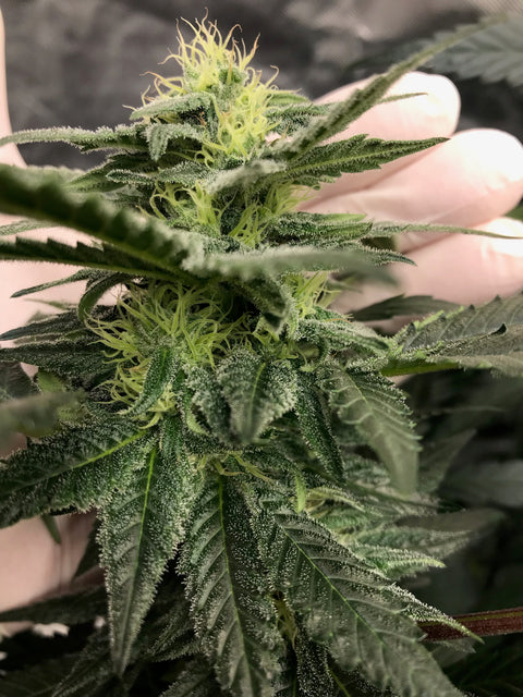 Authentic Genetics Purest Indica by Northern Lights #5 was described as tasting like honey mixed with high voltage electricity.