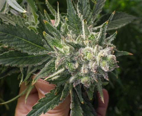 Northern Lights #2 IBL (Inbred Line) Regular Seeds