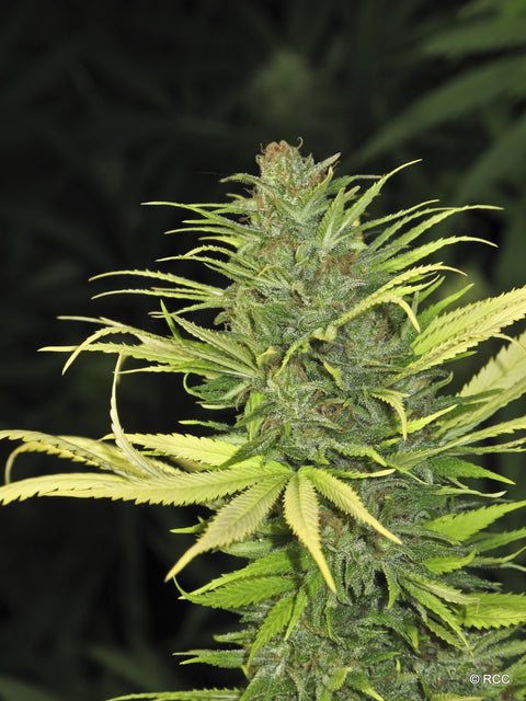 Original Skunk No.1 IBL (Inbred Line) Regular Seeds