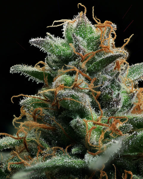 Authentic Sweet Skunk #1 by AGSeedCo.com