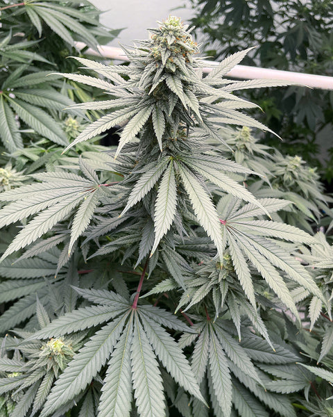 Northern Lights #5 seeds available at AGSeedCo.com