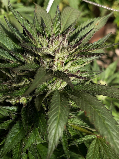 Original Haze (Purple Phenotype) x Northern Lights #2 F1 Regular Seeds