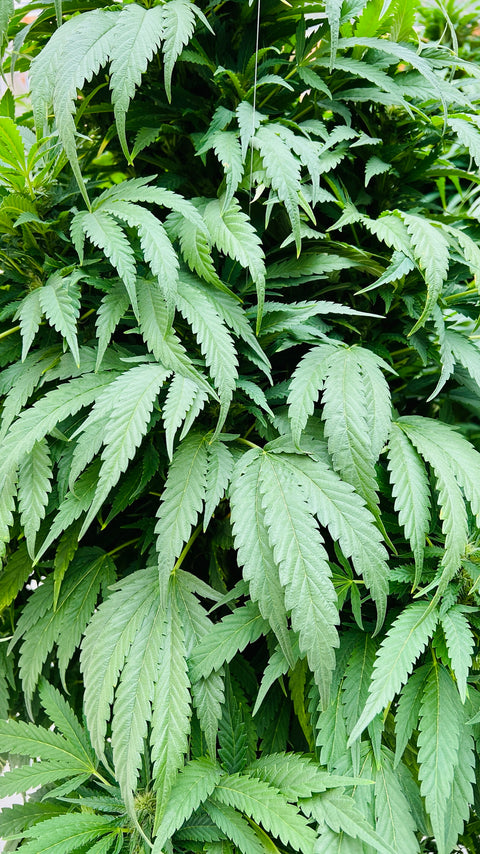 The "Purest Indica" is the original variety and backbone of all of the Northern Lights hybrids. Purest Indica Afghan Seeds AGSeedCo.com