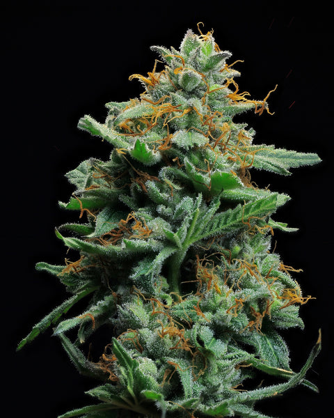 Authentic Sweet Skunk #1 by AGSeedCo.com