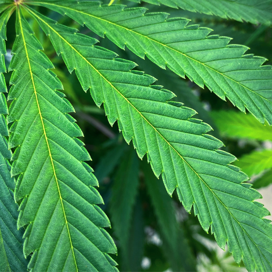 What is Original Haze? – Todd McCormick