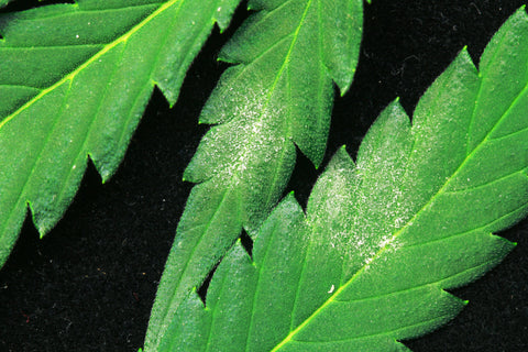 How to Cure Powdery Mildew?