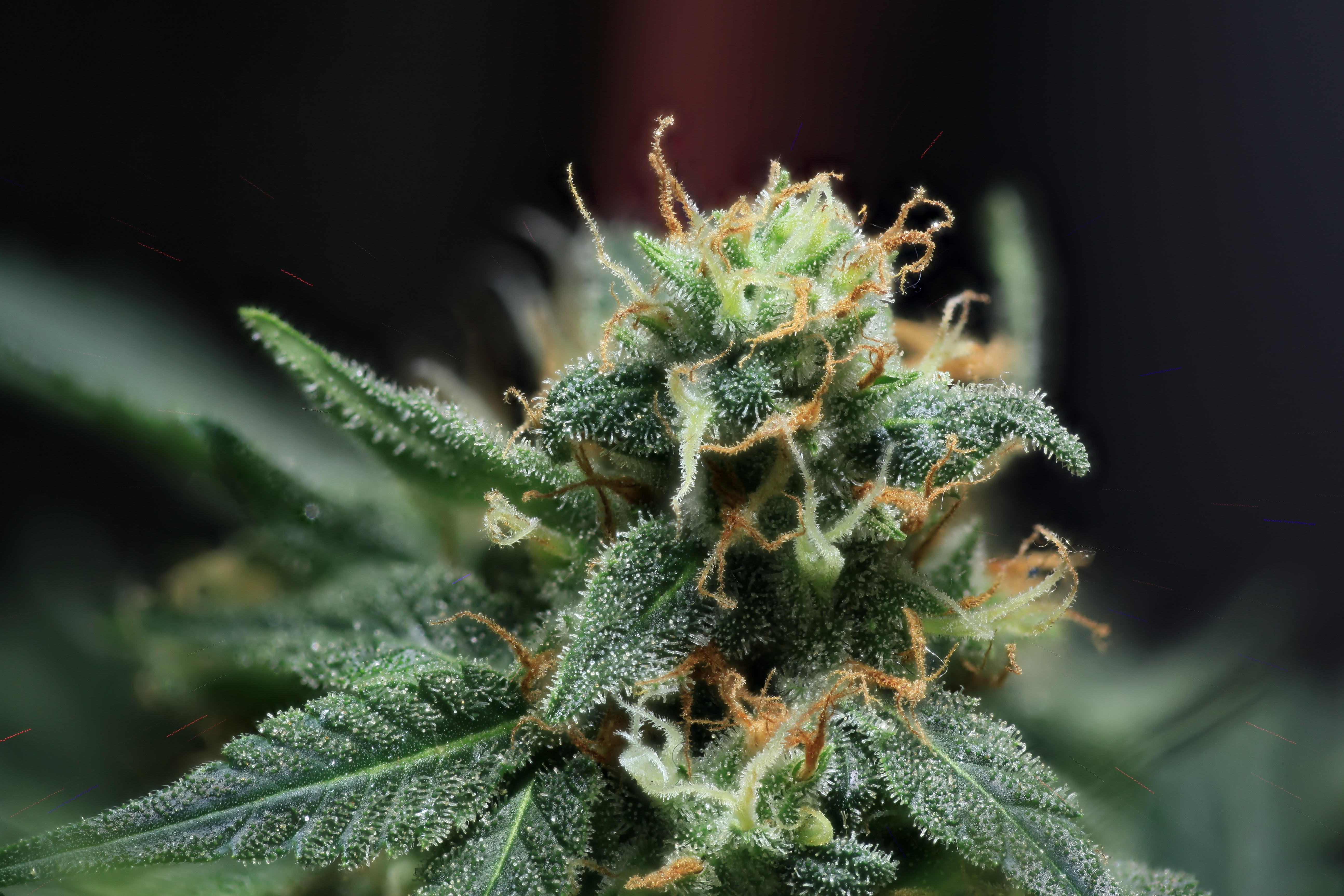 Skunk #1 Collection – Todd McCormick