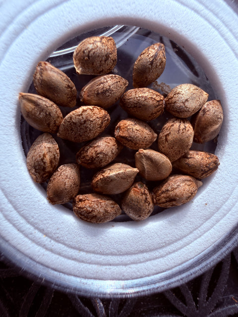 20x True Triangle x "Purest Indica" 4/20 SPECIAL