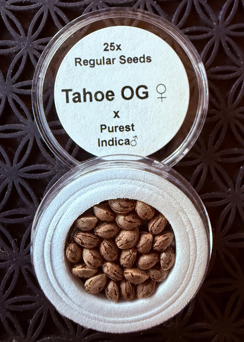 25x Tahoe OG x Purest Indica Afghan agseedco.com