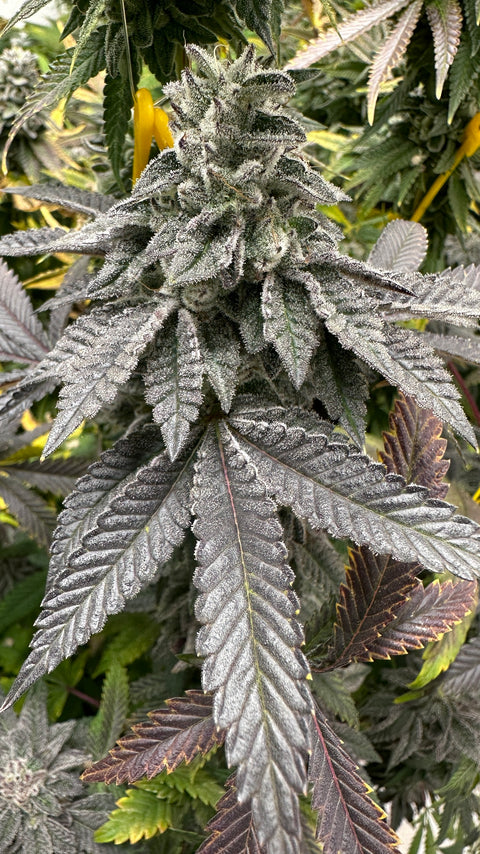Violaceous NL#5 cannabis seeds