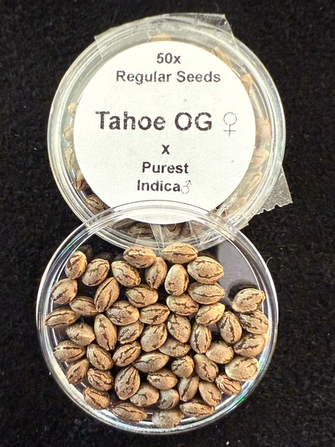 50x Tahoe OG x Purest Indice Seeds by Authentic Genetics/Todd McCormick