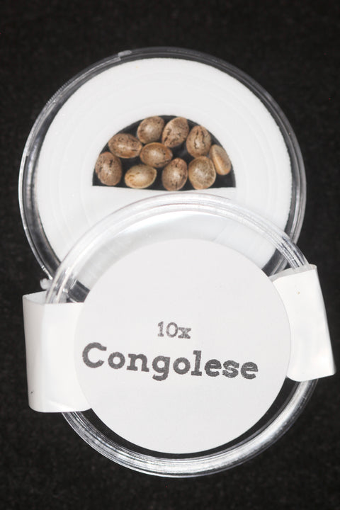 Congolese seeds grown by Mel Frank for sale at agseedco.com