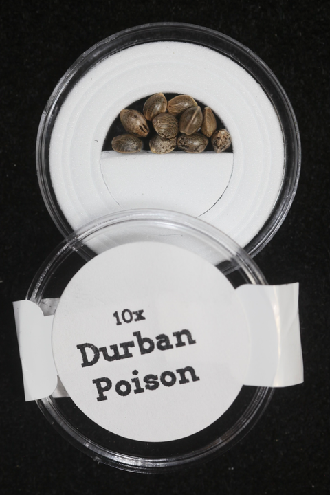 Durban Poison Seeds by Mel Frank for sale at agseedco.com