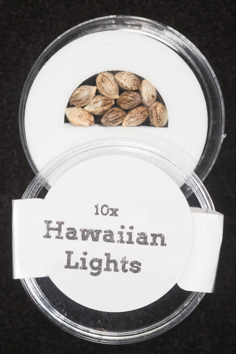 Hawaiian Lights Purest Indica x NL5
