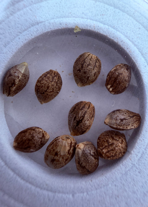 Haze Seeds at agseedco.com
