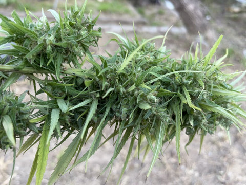 Congolese Seeds grown by Mel Frank available at agseedco.com