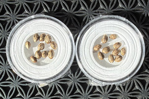 SPECIAL DEAL 20 Seeds for $60. of: Skywalker OG x "Purest Indica"
