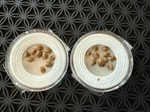 Special = LA Kush Cake x purest Indica Special 20 seeds for $60.00