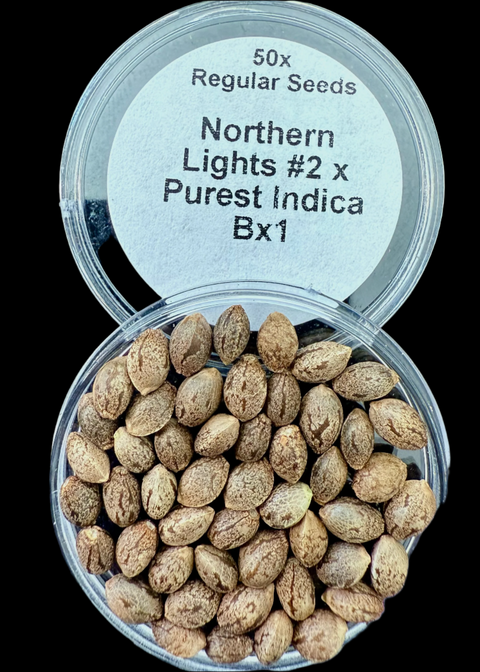 Northern Lights #2 x Purest Indica Seeds Bx1 50x Seeds for $100.00!