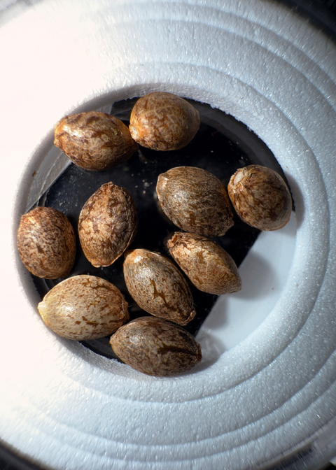 Northern Lights #2 x Purest indica Seeds macro