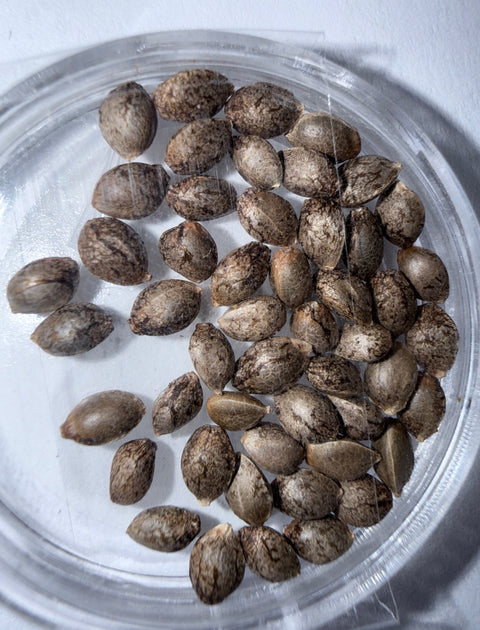 OG KUSH  x Purest Indica 50 packs of SEEDS