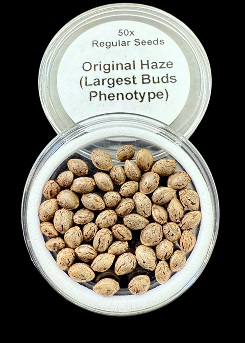 Original Haze (Largest Buds Phenotype) 50x Seeds for $100.00!