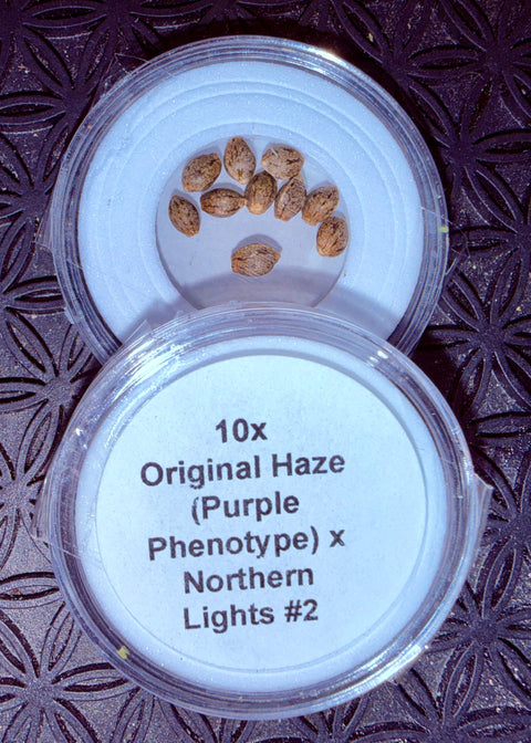 Original Haze (Purple Phenotype) x Northern Lights #2 F1 Regular Seeds 10x for $50.00