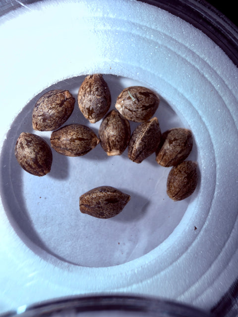 Purple Haze and Northern Lights seeds for sale at agseedco.com