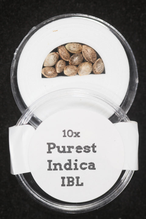 Purest Indica IBL seeds for sale at agseedco.com