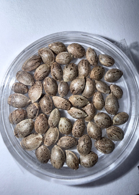 Purest indica 50x Packs