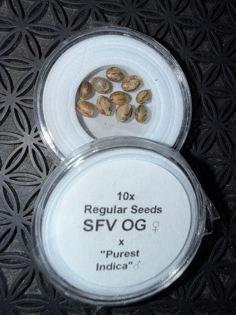 10 seeds of SFVOG x Purest Indica for sale at agseedo.com