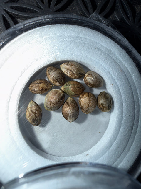 10 seeds of SFVOG x Purest Indica for sale at agseedco.com 