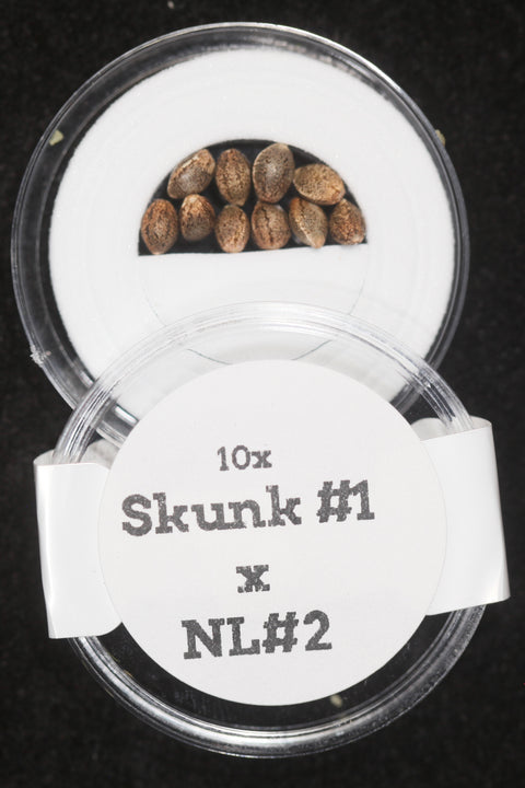 Big Bud Skunk #1 and Northern Lights #2 seeds for  sale at agseedco.com