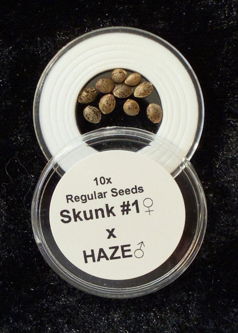 Authentic Genetics Skunk 1 x Haze