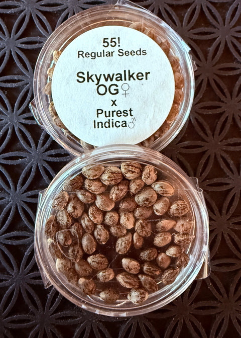 Two containers of Skywalker OG cannabis seeds on a patterned surface