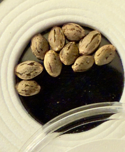 Tangie x ON HAze seeds for sale 