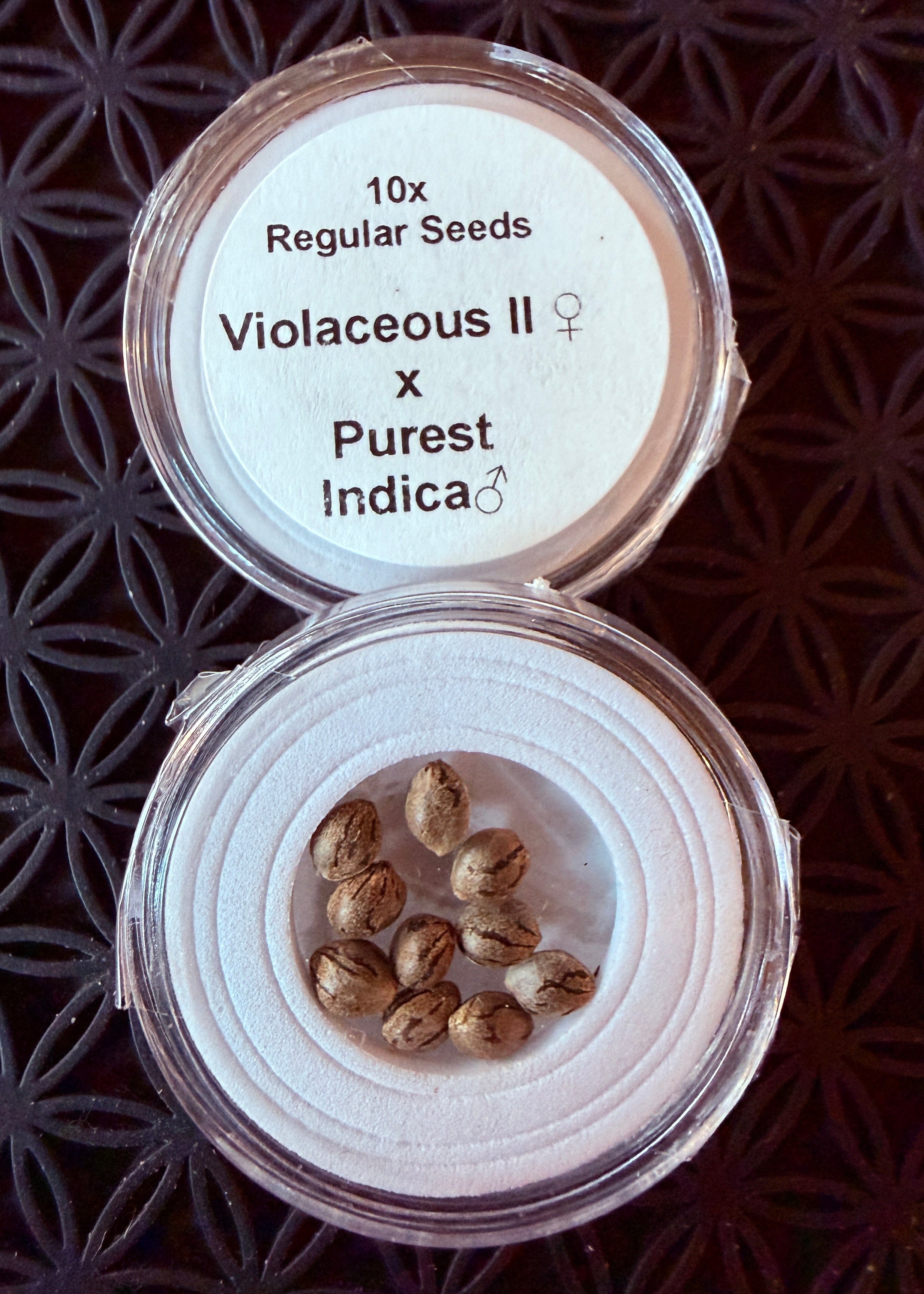 クドウ Violaceous II (Lavender Kush x Purest Indica) Regular Seeds – Todd