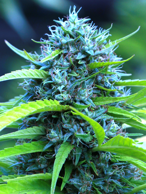 Durban Poison buds can get long and huge, with white and sometimes pink pistils.  