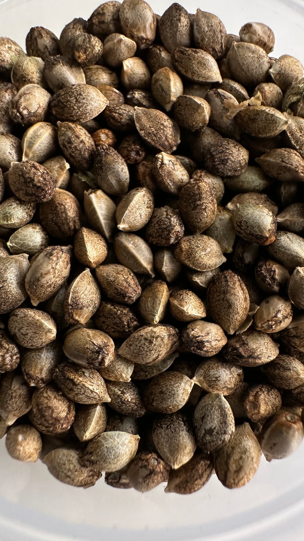 OG Kush x Purest Indica Regular Seeds 10x for $50.00 – Todd McCormick