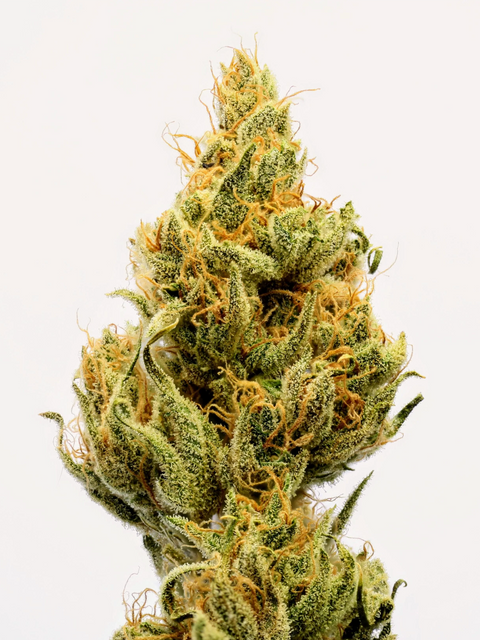 This variety contains no Afghan or “Indica”, and it is unlike most everything in modern cannabis. Original Haze is considered one of the primary colors of cannabis.