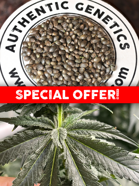 An amazing opportunity to get the legendary Northern Lights #5 genetics at an amazing price!