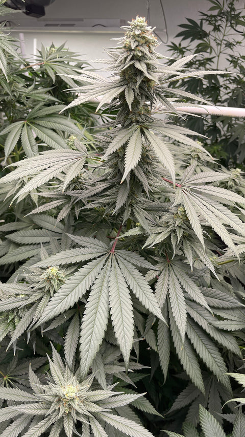 Northern Lights #5 seeds available at AGSeedCo.com